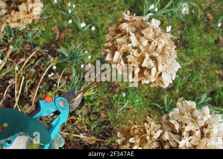 Potatura di un arbusto di idrangea con fiori appassiti con un secateurs in un giardino olandese. Erba sbiadita e nevicate sullo sfondo. Paesi Bassi, primavera Foto Stock
