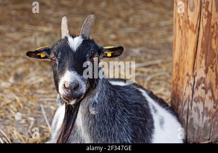 una capra bianca e nera seduta giù Foto Stock