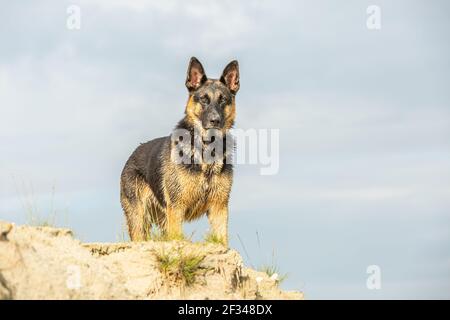 Una bella giovane pastorella tedesca è su una sabbia dune e guarda fissato al fotografo con bello orecchie dritte e uno sguardo feroce Foto Stock