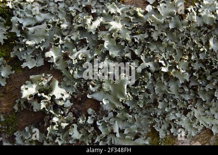 Lichen grigio su Bark Foto Stock