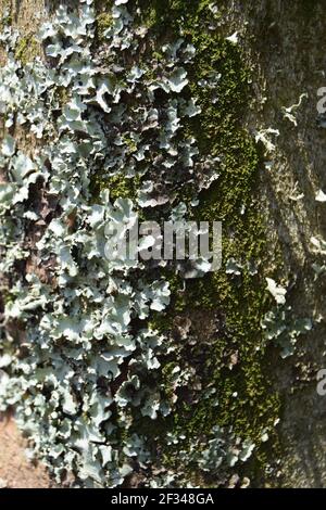 Lichen grigio e muschio sulla corteccia in ritratto Foto Stock