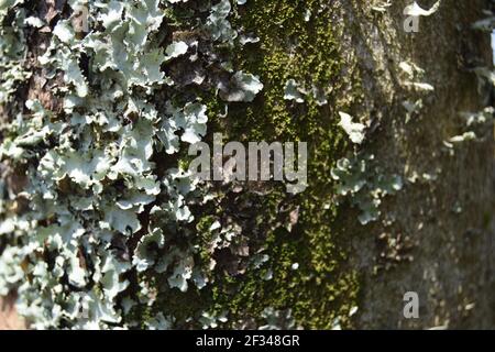 Lichen grigio e Moss sulla corteccia in paesaggio Foto Stock