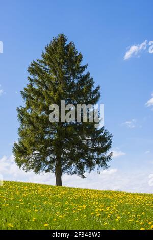 Geografia / viaggio, Germania, Baviera, fioritura Loewenzahnwiese (Taraxacum) e diversi abete (scuola lasciando esame sp.), nat, Freedom-of-Panorama Foto Stock