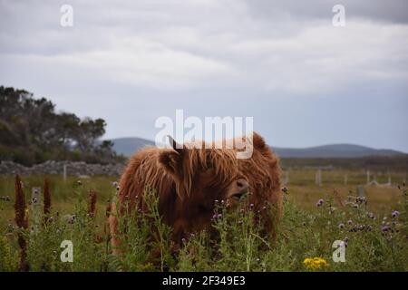 Lesley Matheson, Brue, Highland Cattle, Isle of Lewis, Western Isles, Scozia, Regno Unito Foto Stock