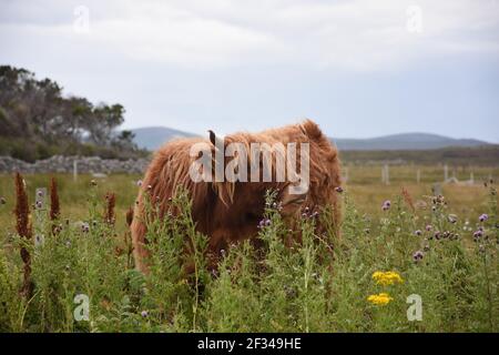 Lesley Matheson, Brue, Highland Cattle, Isle of Lewis, Western Isles, Scozia, Regno Unito Foto Stock