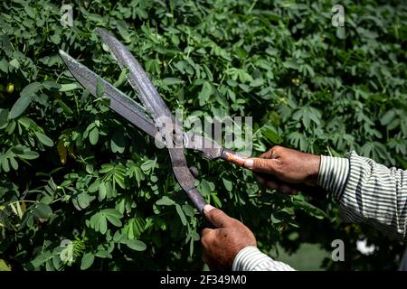 Il vecchio giardiniere taglia la boccola con grandi cesoie di potatura vecchio metallo. Cura del giardino. Foto Stock