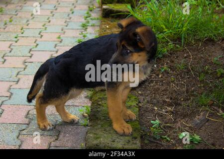Il puppy del pastore tedesco che si trova su una parete bassa osserva dentro raptures tutto ciò che lo circonda Foto Stock