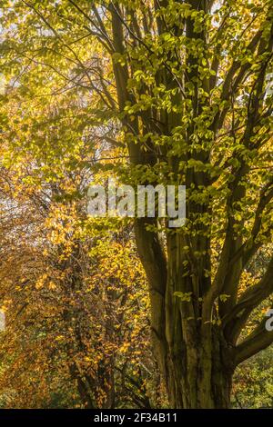 Nel Derbyshire Peaks Raymond Boswell Foto Stock