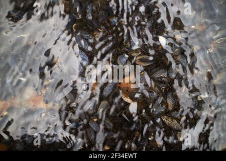 cozze sott'acqua in acqua dolce blu Foto Stock