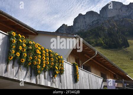 Mucche che scendono dalle Alpi, Entlebuchar Alpafahrt, Svizzera Foto Stock