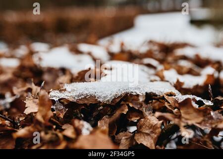 marrone foglia secca in neve a terra Foto Stock