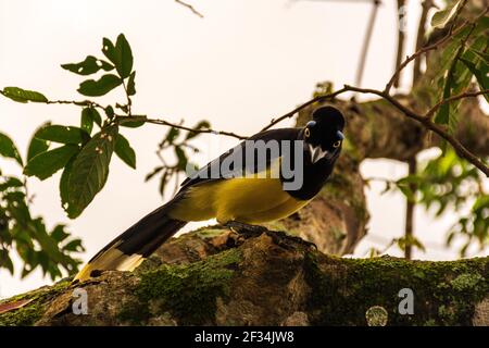 Un closeup di una felpata-crestata jay appollaiato su un ramo ad albero Foto Stock