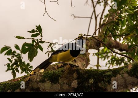 Un closeup di una felpata-crestata jay appollaiato su un ramo ad albero Foto Stock