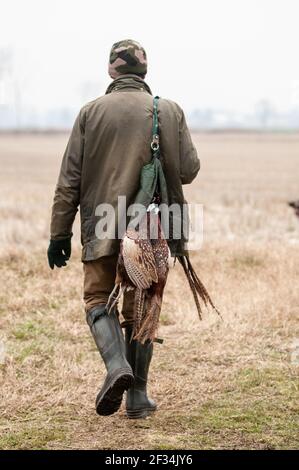 Il guardiano sta portando il figlio del fagiano morto il suo grido durante una giornata di caccia in campagna Foto Stock