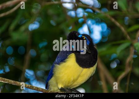 Un closeup di una felpata-crestata jay appollaiato su un ramo ad albero Foto Stock
