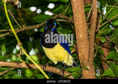 Un closeup di una felpata-crestata jay appollaiato su un ramo ad albero Foto Stock