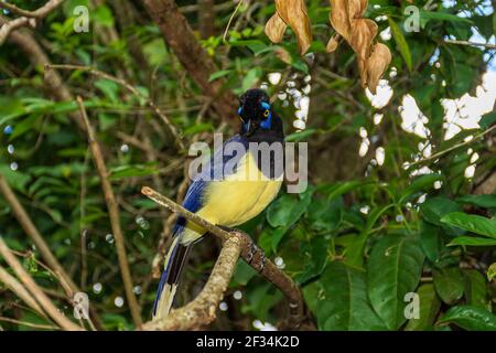 Un closeup di una felpata-crestata jay appollaiato su un ramo ad albero Foto Stock