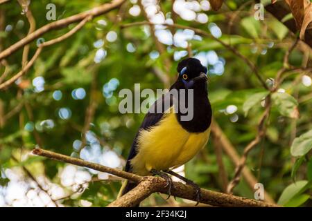 Un closeup di una felpata-crestata jay appollaiato su un ramo ad albero Foto Stock