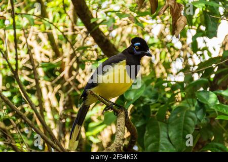 Un closeup di una felpata-crestata jay appollaiato su un ramo ad albero Foto Stock