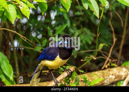 Un closeup di una felpata-crestata jay appollaiato su un ramo ad albero Foto Stock
