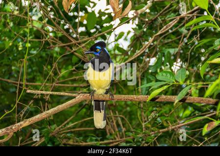 Un closeup di una felpata-crestata jay appollaiato su un ramo ad albero Foto Stock