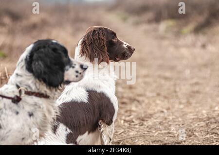Un bianco e nero e un fegato e bianco inglese Springer Spaniels sono seduti durante una giornata di caccia Foto Stock