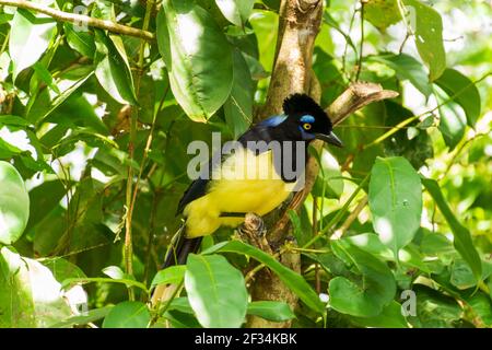 Un closeup di una felpata-crestata jay appollaiato su un ramo ad albero Foto Stock