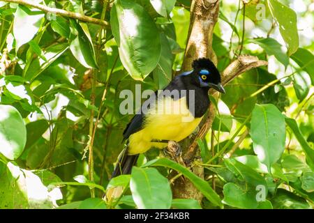 Un closeup di una felpata-crestata jay appollaiato su un ramo ad albero Foto Stock