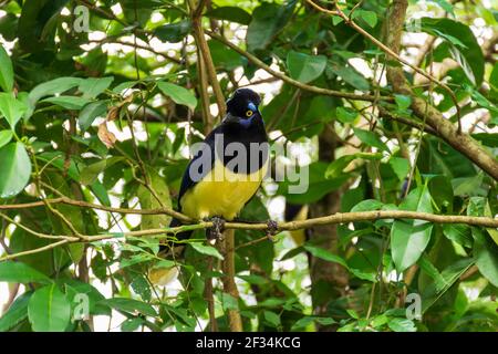 Un closeup di una felpata-crestata jay appollaiato su un ramo ad albero Foto Stock