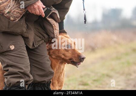 La volpe rossa Labrador Retriever sta sputando le piume del fagiano. L'addestratore del cane sta accarezzando il cane Foto Stock