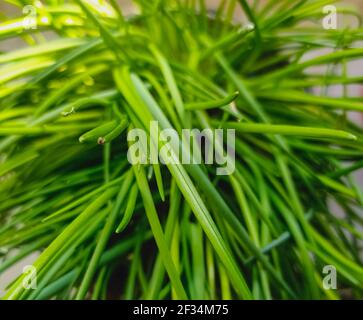 erba cipollina in cucina hern primo piano fuoco selctive Foto Stock