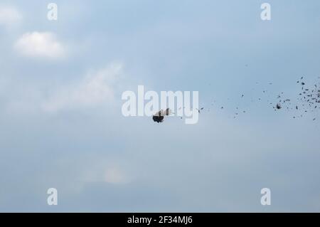 Fagiano femmina che viene sparato nell'aria. Piume che cadono Foto Stock