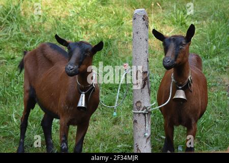 Mucche che scendono dalle Alpi, Entlebuchar Alpafahrt, Svizzera Foto Stock