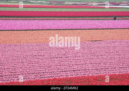 Lavorare in Tulip FieldsLisse District Olanda PL001848 Foto Stock