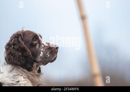 Primo piano ritratto di un elegante fegato e bianco inglese Springer Spaniel cane durante una giornata di tiro Foto Stock