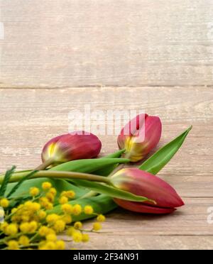 Tulipani rossi su sfondo ligneo. Un ramo di Mimosa gialla. Mimosa e tre tulipani. Foto Stock