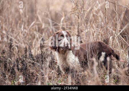 Primo piano ritratto di un elegante fegato e bianco inglese Springer Spaniel cane durante una giornata di tiro. Cane è in piedi nei raccolti Foto Stock