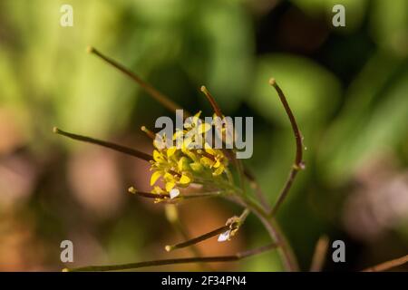 Sisymbrium irio, pianta di razzo londinese a Flower Foto Stock