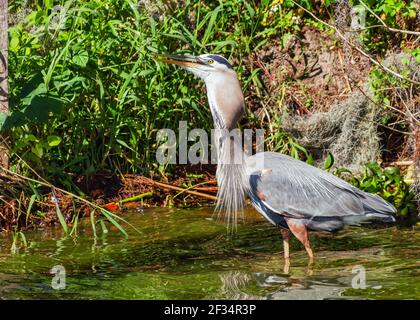 Un bel colpo di un grande airone blu che deglutiva un grande pesce, Lake Hancock, Circle-B-Bar Reserve vicino Lakeland, Florida Foto Stock