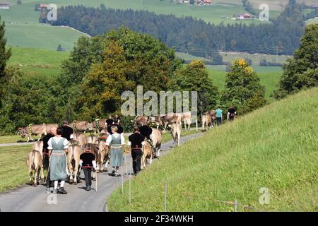 Mucche che scendono dalle Alpi, Entlebuchar Alpafahrt, Svizzera Foto Stock