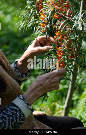 Donna contadina raccoglie il fibbone marino nel giardino. Le mani di una donna anziana da vicino. Ritaglio verticale. Foto Stock