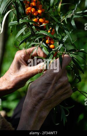 Donna contadina raccoglie il fibbone marino nel giardino. Le mani di una donna anziana da vicino. Ritaglio verticale. Foto Stock