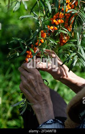 Donna contadina raccoglie il fibbone marino nel giardino. Le mani di una donna anziana da vicino. Ritaglio verticale. Foto Stock