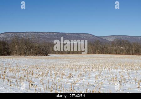 Campo di mais innevato con una foresta e cresta di montagna sullo sfondo Foto Stock