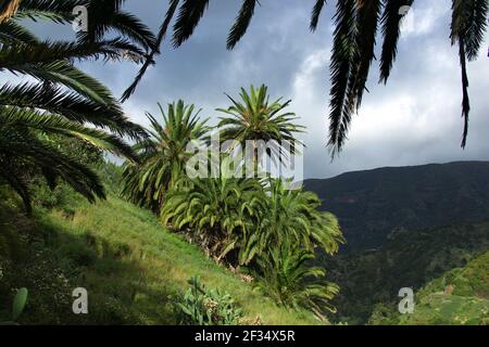 Palms paesaggio vicino a Los Loros e Vallehermoso, Gomera, Isole Canarie / Spagna Foto Stock