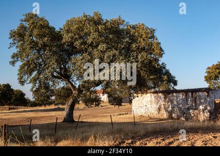 Albero di Acorn al tramonto nell'Andalusia meridionale, Spagna Foto Stock