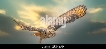 Un'aquila vola con ali sparse contro un cielo drammatico. Gli occhi arancioni ti puntano mentre sta volando. Cielo blu, giallo e verde drammatico nel Foto Stock