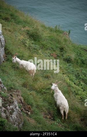 Due capre del kashmir che pascolano sui pendii scoscesi delle scogliere di Great Orme nel Galles del Nord. Foto Stock