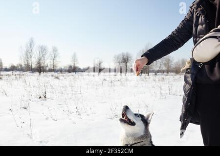 La ragazza del proprietario gioca con un cane Husky nel parco invernale. Amicizia di un cane e di una donna Foto Stock