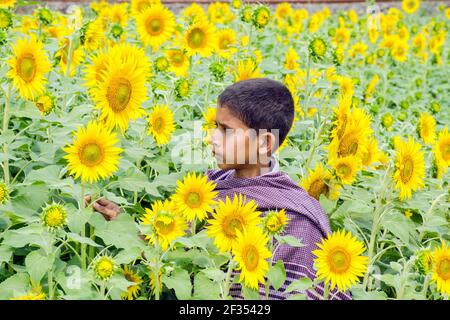 hooghly West bengala india il 11 marzo 2021:questa è una foto di un campo di girasole in rurale Hooghly.Boys che gioca nel campo di girasole. Foto Stock